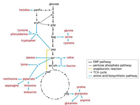 aa_biosyn_path